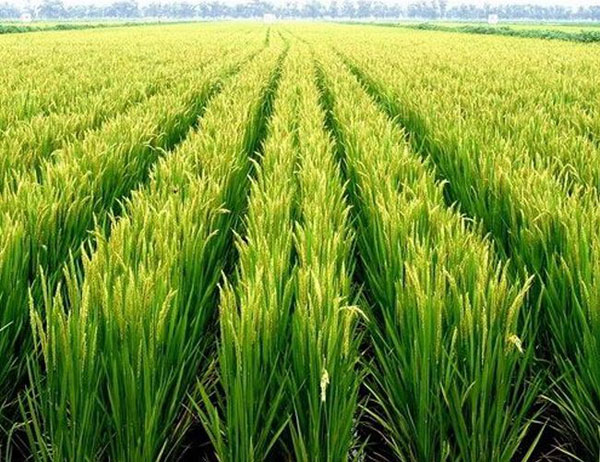 怎样辨别富硒大米(大米辨别富硒真假)-硒宝网