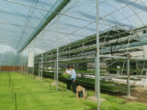 富硒大米种植成本（大米种植成本富硒多少）-硒宝网