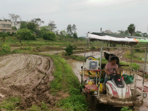 富硒大米种植成本（大米种植成本富硒多少）-硒宝网
