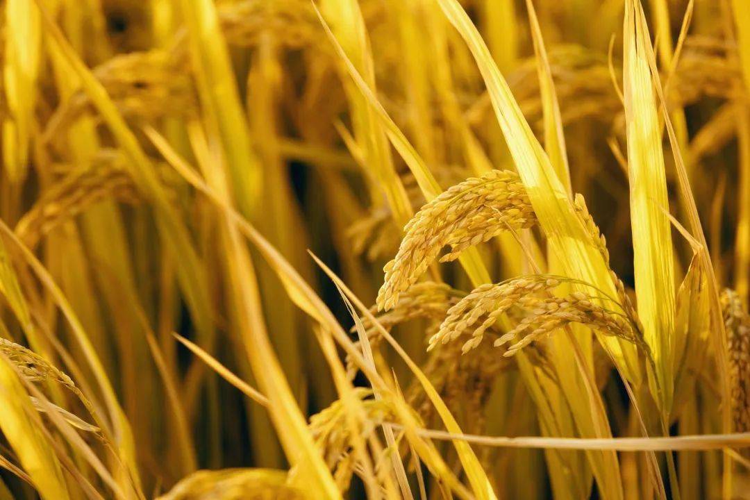 晋阳富硒大米产地（富硒大米产地有哪些）-硒宝网