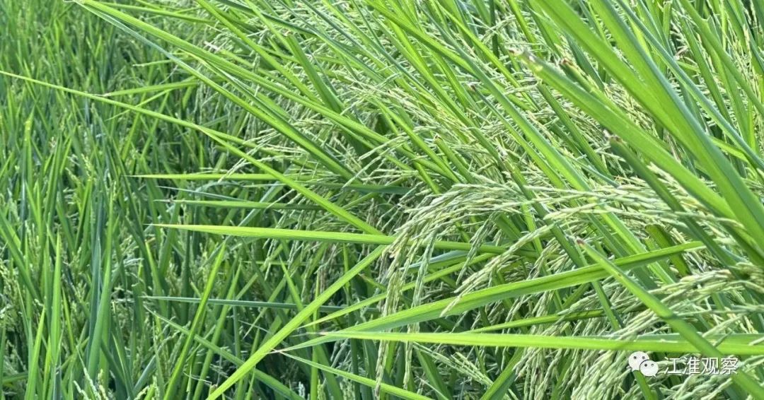 安庆有机富硒大米(安微富硒大米)-硒宝网