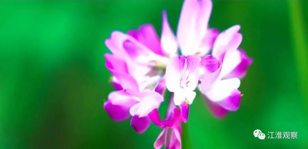 安庆有机富硒大米(安微富硒大米)-硒宝网