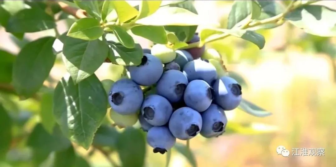 安庆有机富硒大米(安微富硒大米)-硒宝网