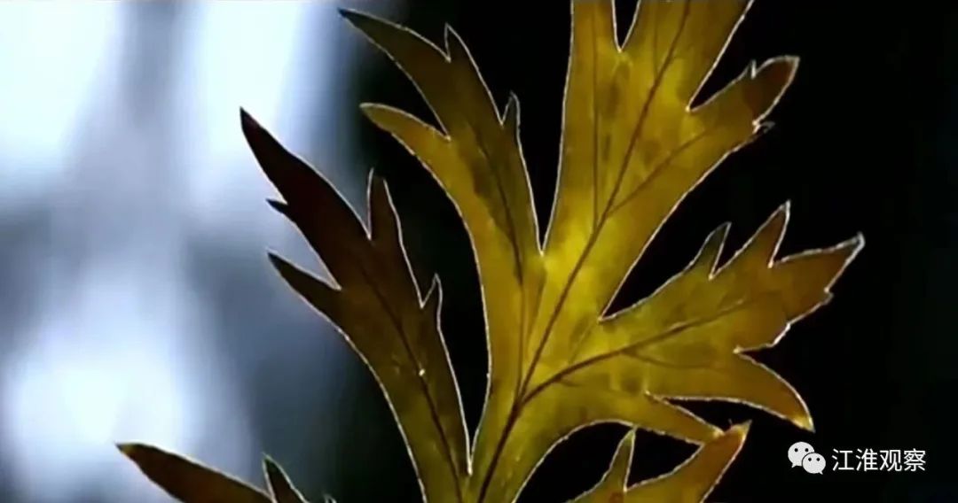 安庆有机富硒大米(安微富硒大米)-硒宝网