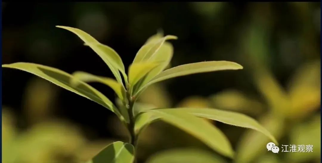 安庆有机富硒大米(安微富硒大米)-硒宝网