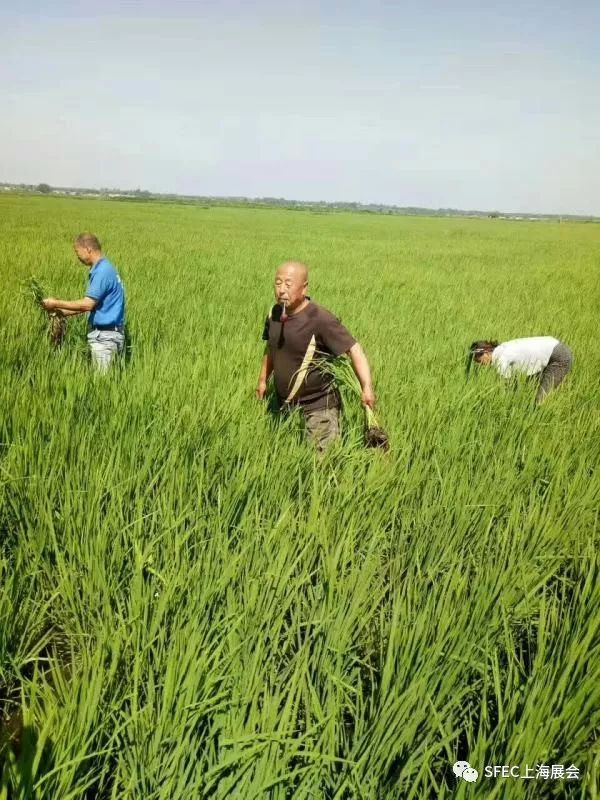 富硒大米如何认证(富硒大米国标号)-硒宝网