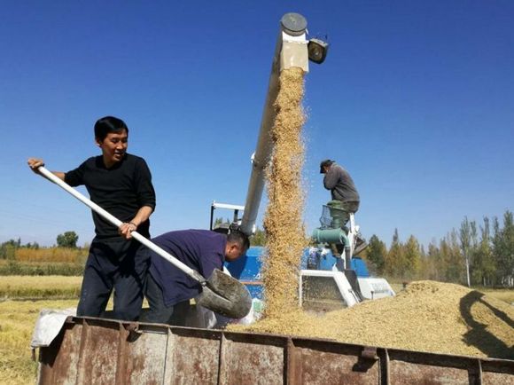 綦江横山富硒大米(綦江横山大米价钱)-硒宝网