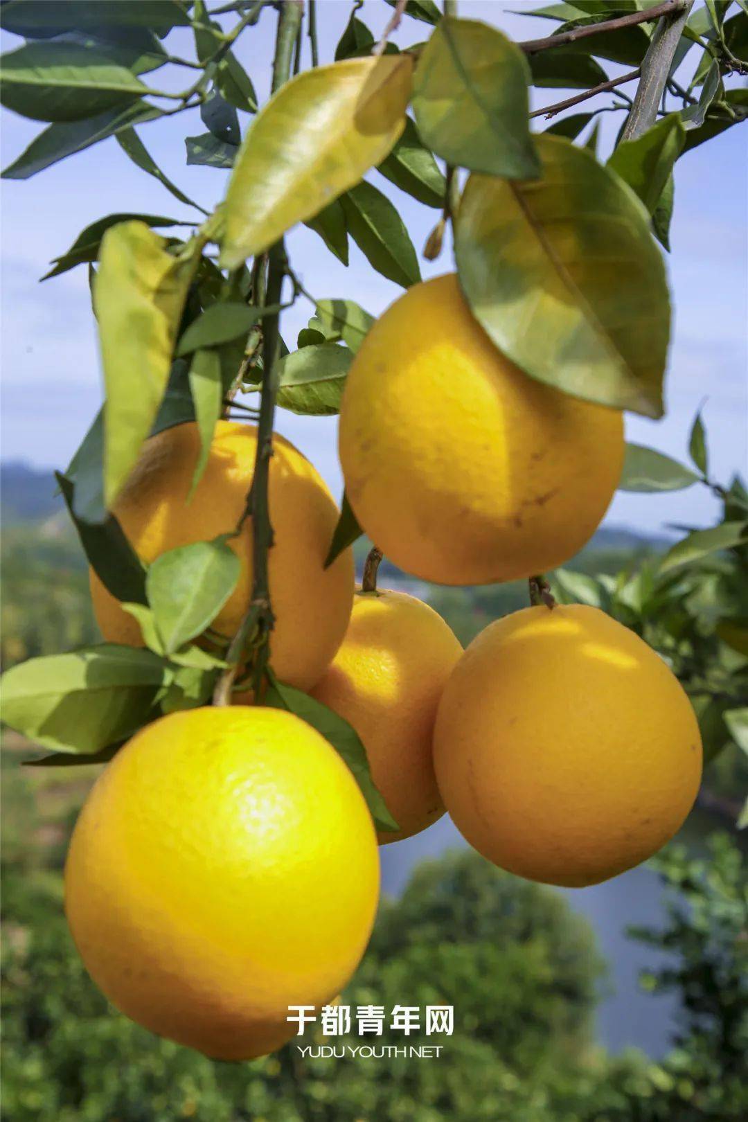 央视于都富硒大米（丰城富硒大米代言人）-硒宝网