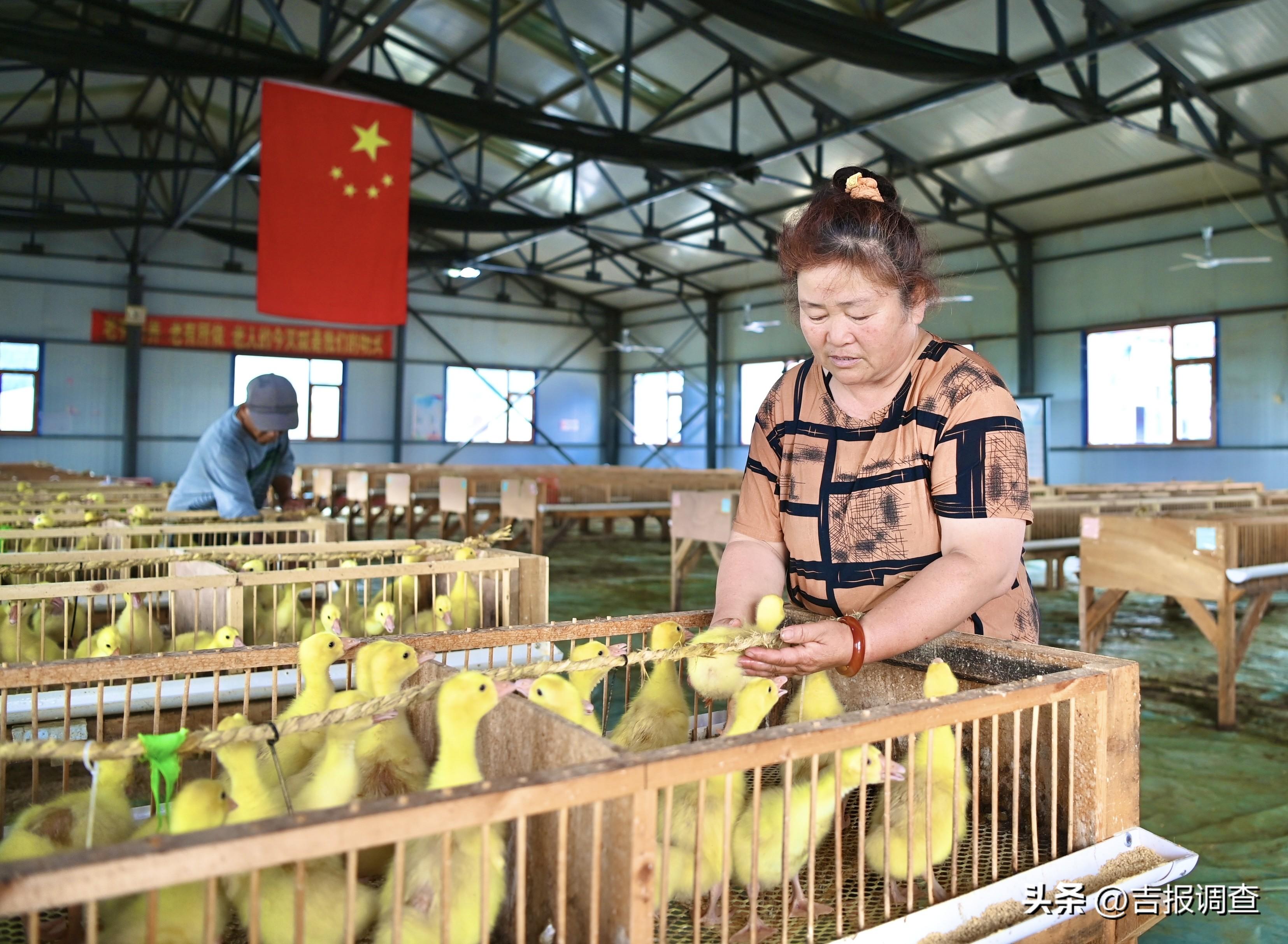 珲春富硒有机大米(富硒大米好还是有机大米好)-硒宝网