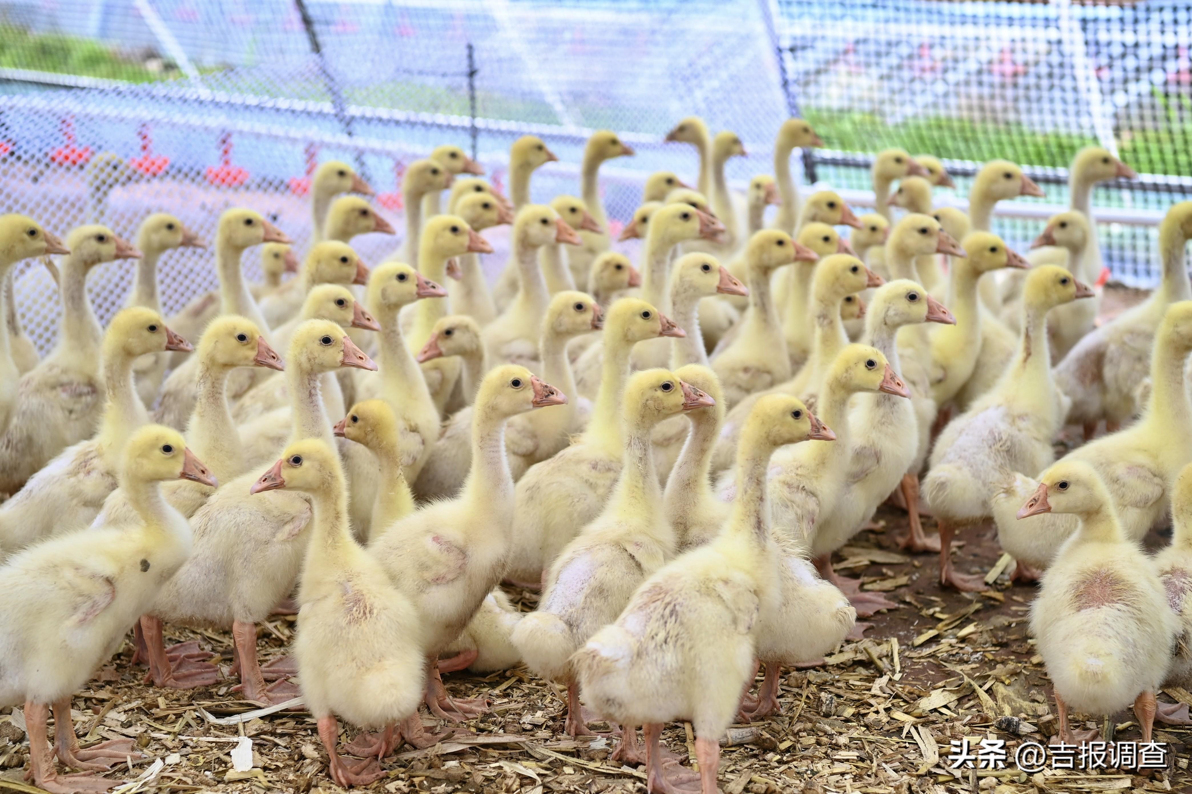 珲春富硒有机大米(富硒大米好还是有机大米好)-硒宝网