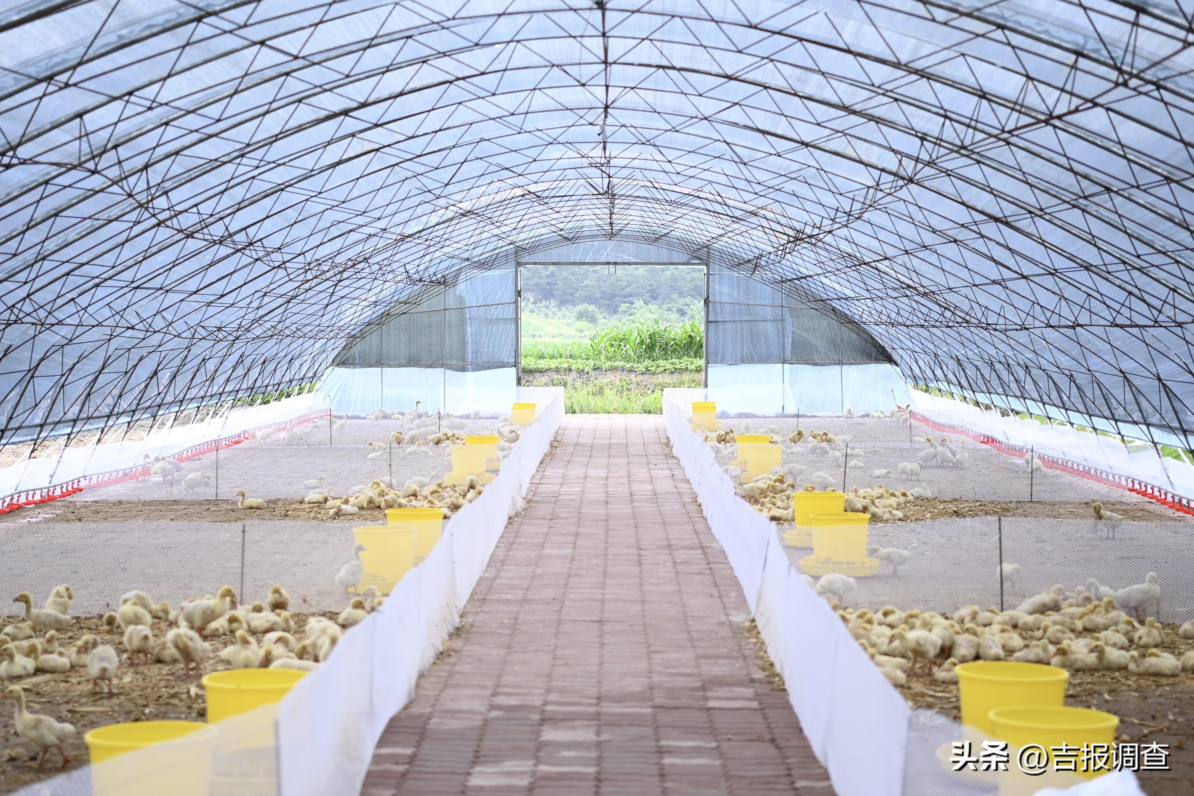 珲春富硒有机大米(富硒大米好还是有机大米好)-硒宝网