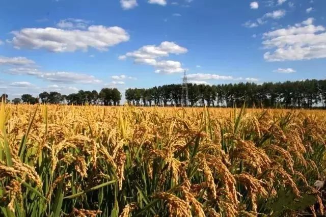 富硒大米种植规模（大米种植规模富硒多少）-硒宝网