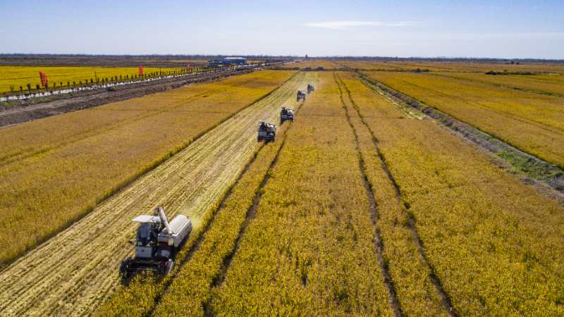 富硒大米种植规模（大米种植规模富硒多少）-硒宝网