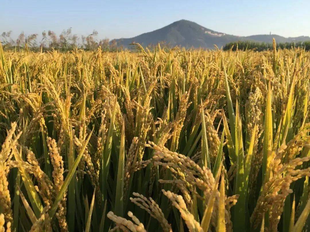 富硒大米种植规模（大米种植规模富硒多少）-硒宝网