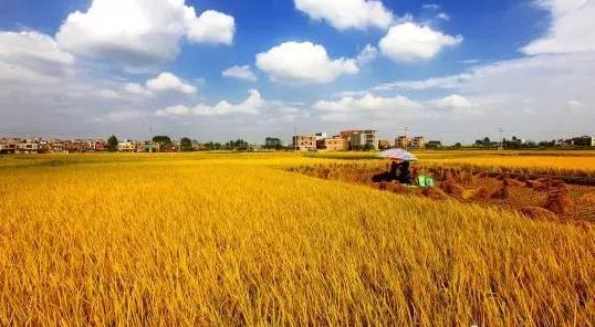 哪里需要富硒大米（大米富硒需要多长时间）-硒宝网