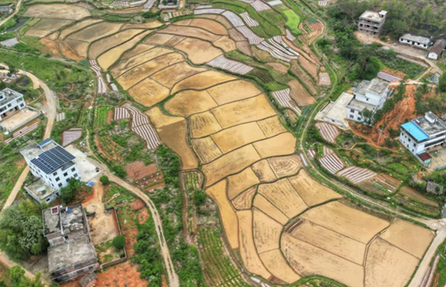 央视于都富硒大米(江西富硒大米)-硒宝网