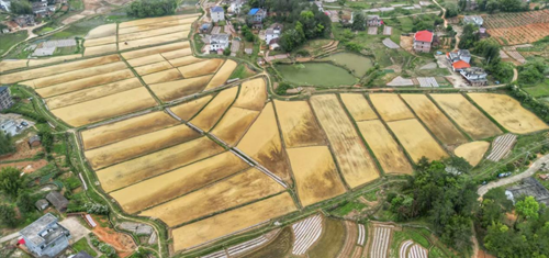 央视于都富硒大米(江西富硒大米)-硒宝网