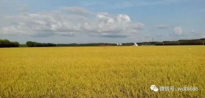 富硒大米包装视频(富硒大米生产技术)-硒宝网