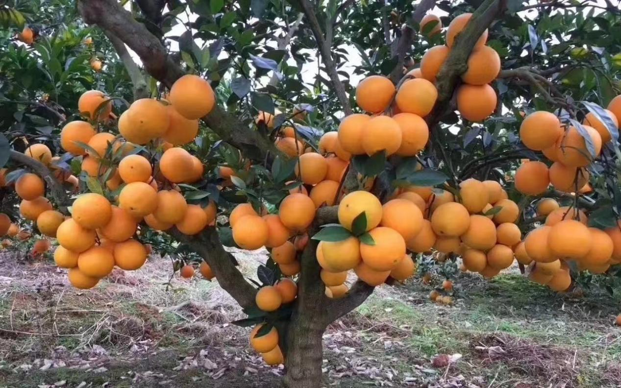 央视于都富硒大米(江西富硒大米多少钱一斤)-硒宝网