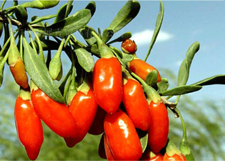 广西罗山富硒大米（富硒大米基地）-硒宝网