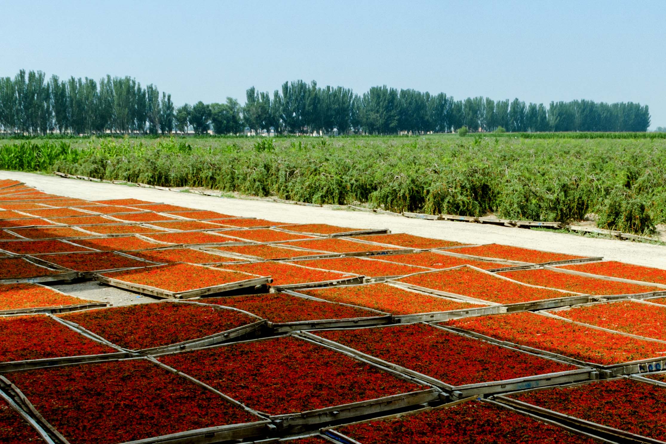 广西罗山富硒大米（富硒大米基地）-硒宝网