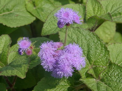 富硒大米治疗癌症（癌症吃富硒食品好吗）-硒宝网