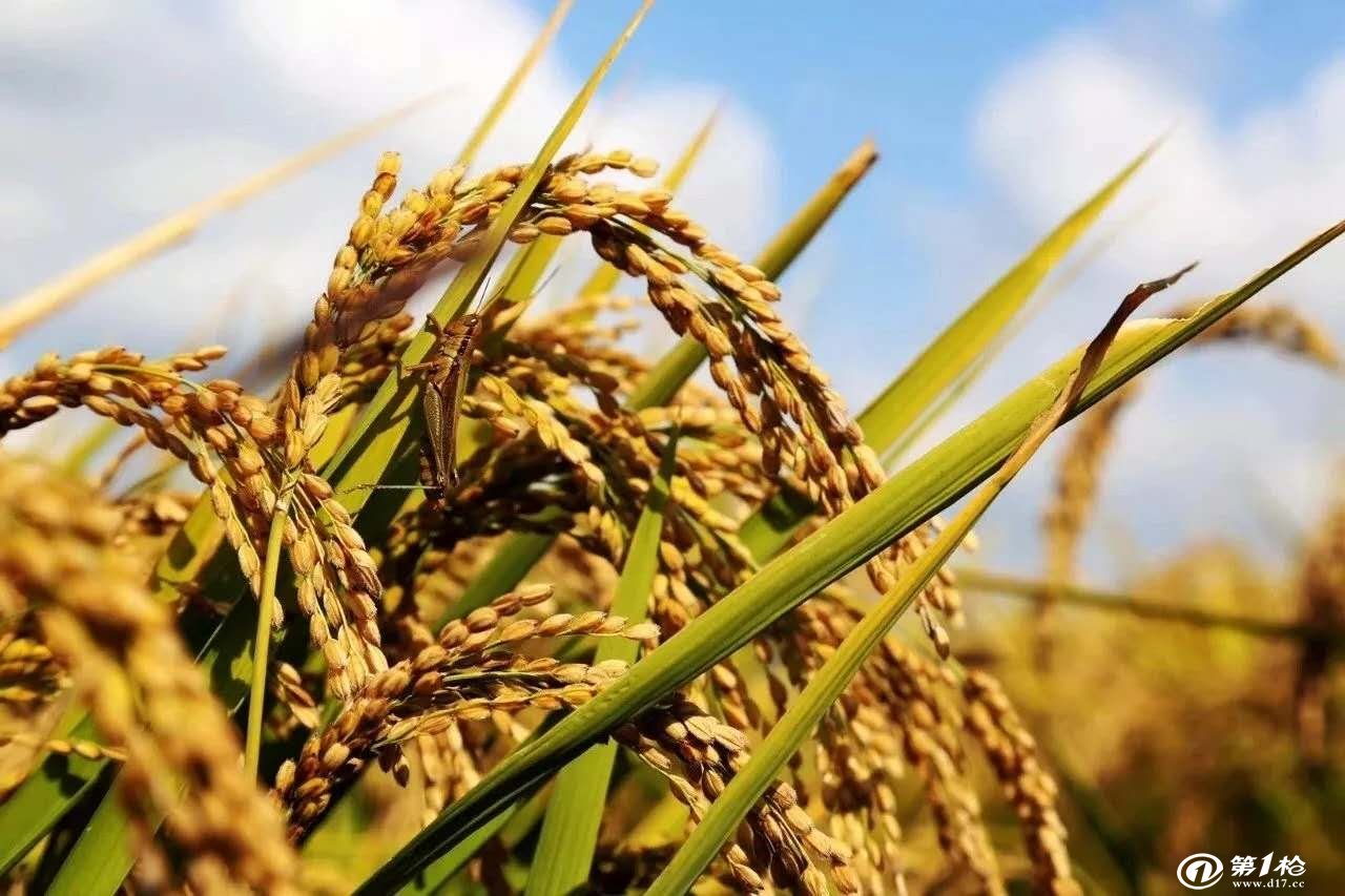 富硒大米销售现状(富硒大米宣传语)-硒宝网