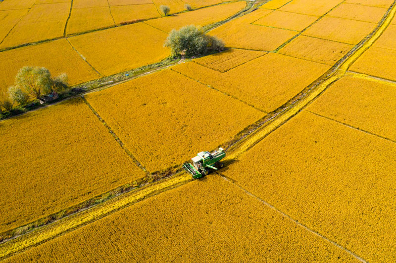 通化柳河富硒大米（富硒大米的价格）-硒宝网