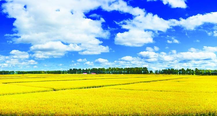 富硒大米销售现状(富硒大米哪里有卖)-硒宝网