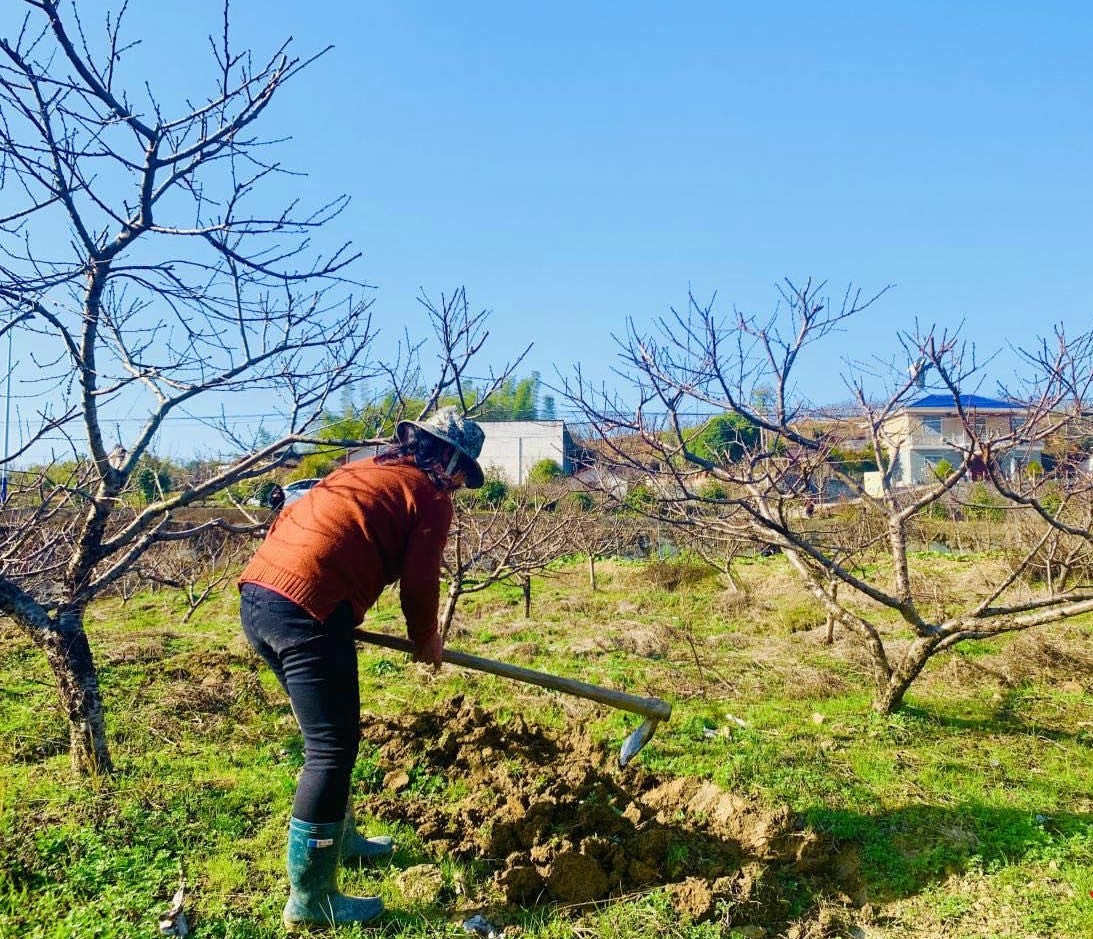 富硒大米种植方案(富硒大米种植技术)-硒宝网
