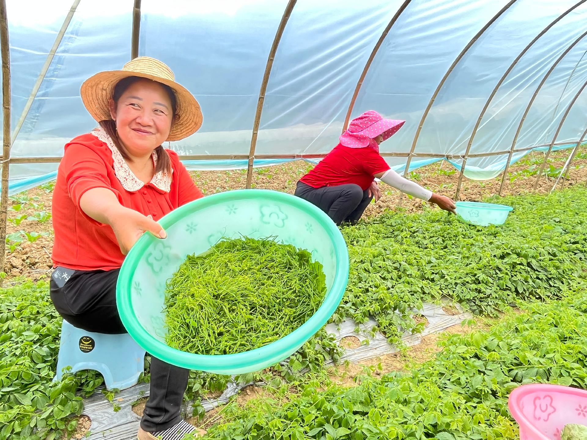 富硒大米种植方案(富硒大米种植技术)-硒宝网