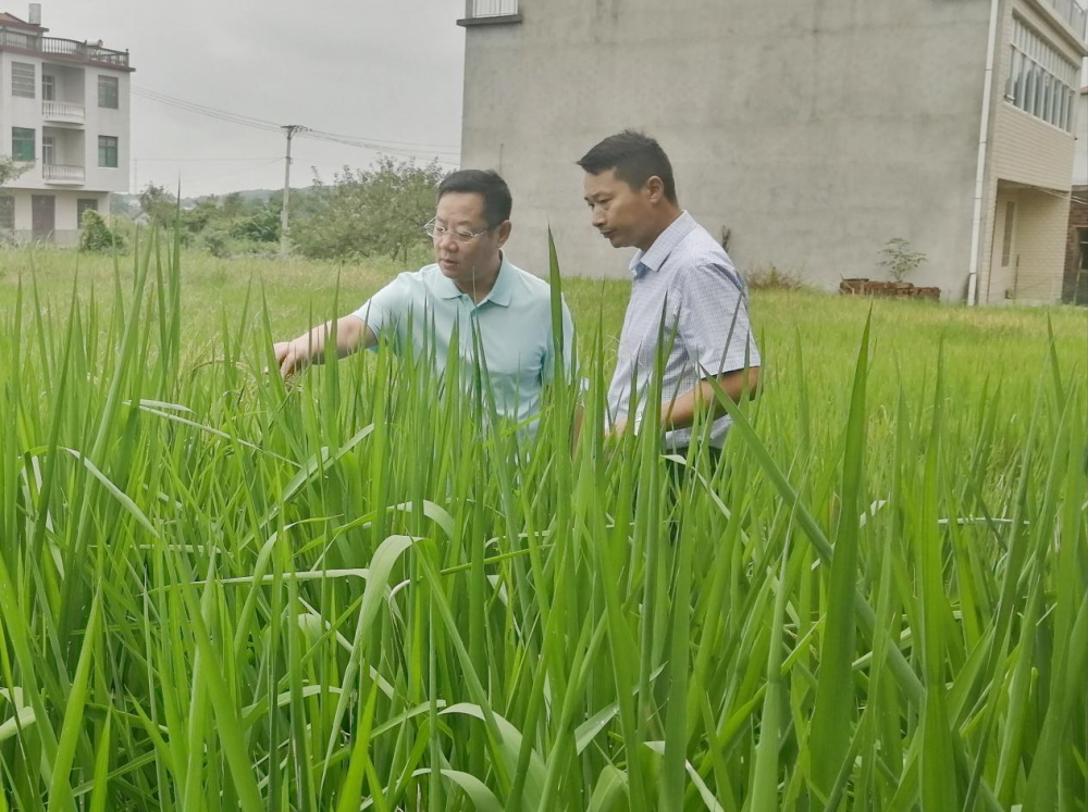 咸宁双溪富硒大米(湖北富硒大米)-硒宝网