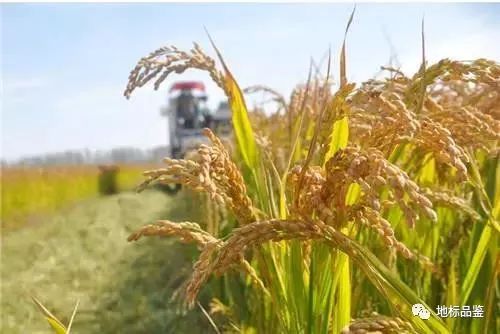 怎样种植富硒大米(大米种植富硒的好处)-硒宝网