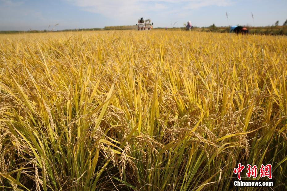 福寿钟祥富硒大米(富硒大米多少钱一盒)-硒宝网