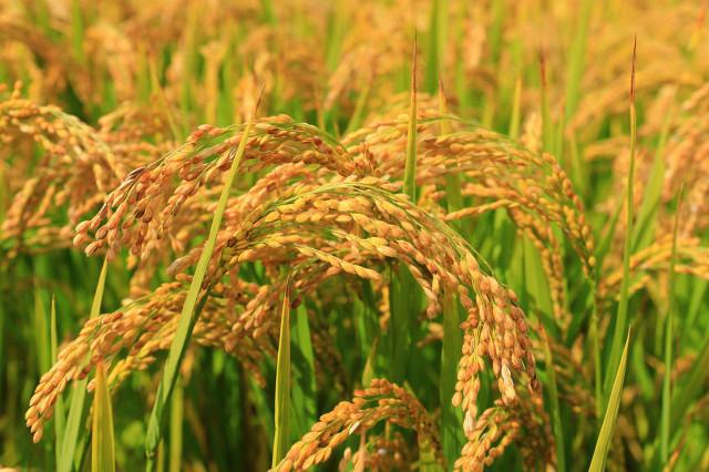 福寿钟祥富硒大米(富硒大米多少钱一盒)-硒宝网