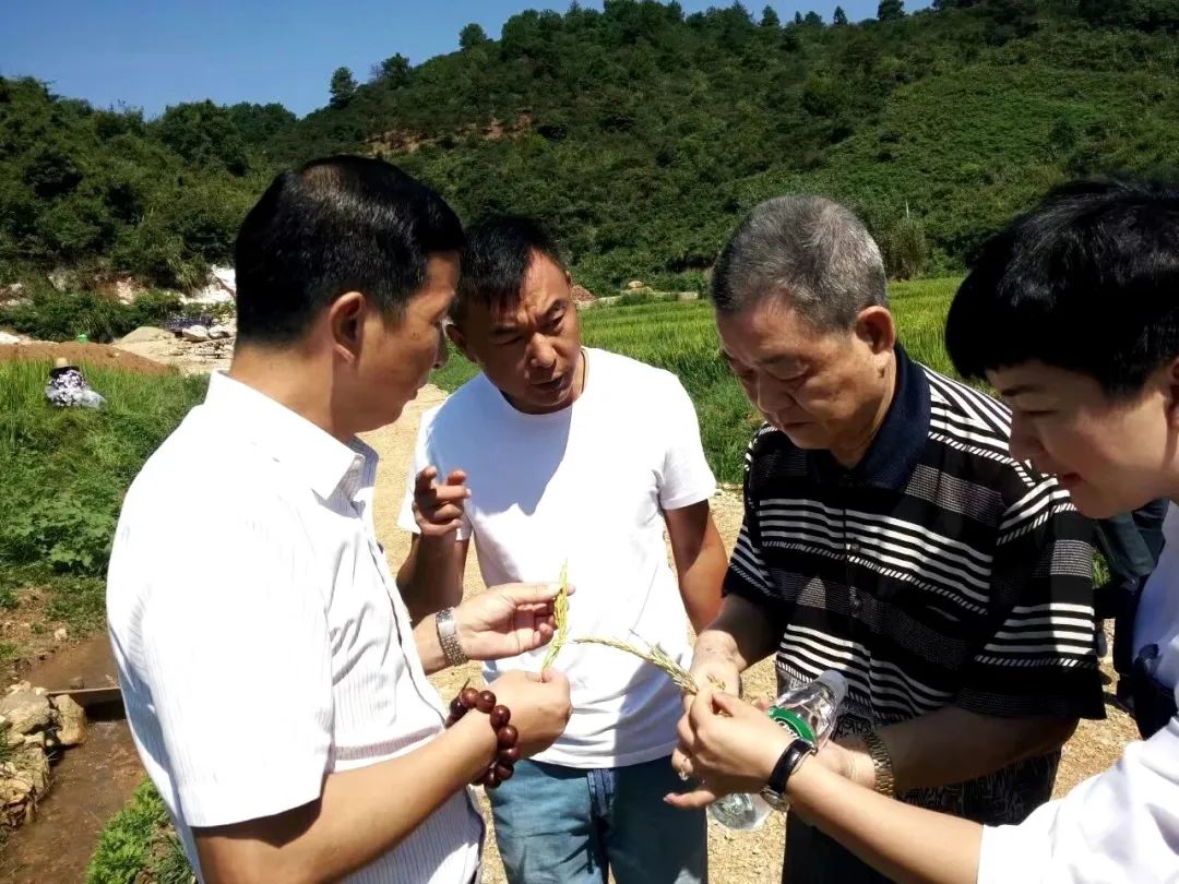 江西富硒大米央视（江西富硒大米基地）-硒宝网