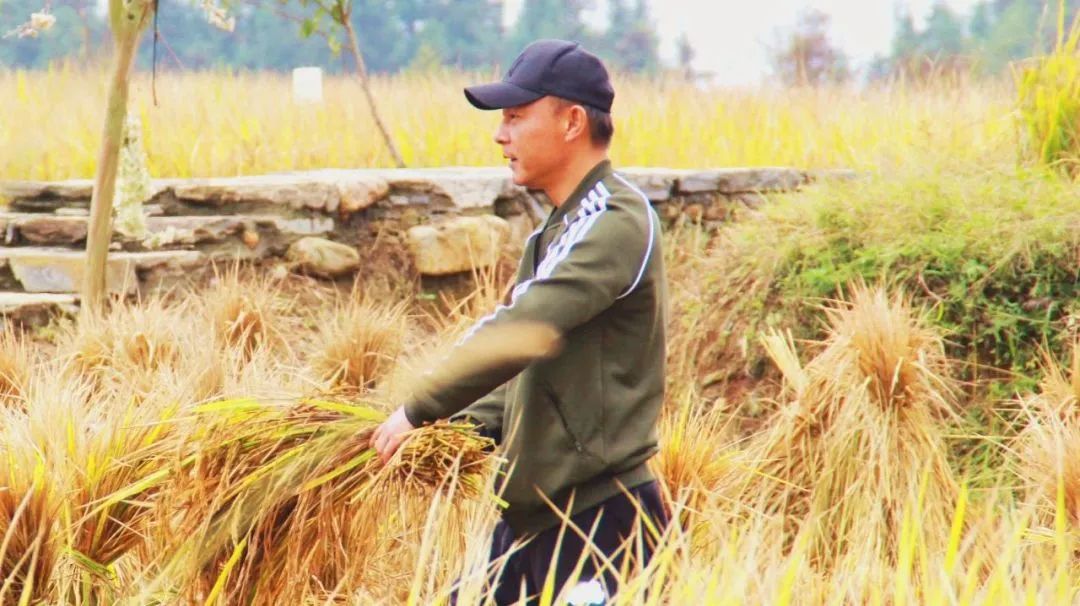 江西富硒大米央视（江西富硒大米基地）-硒宝网