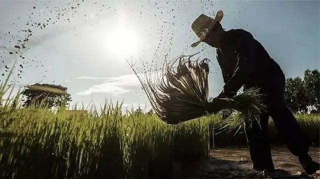 江西富硒大米央视（江西富硒大米基地）-硒宝网