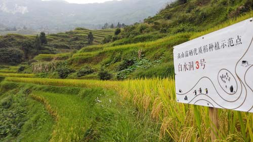 隆回有机富硒大米(富硒大米好还是有机大米好)-硒宝网