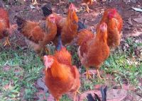 定安富硒大米产地(富硒大米市场分析)-硒宝网