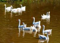 定安富硒大米产地(富硒大米市场分析)-硒宝网