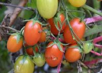 定安富硒大米产地(富硒大米市场分析)-硒宝网