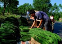 定安富硒大米产地(富硒大米市场分析)-硒宝网