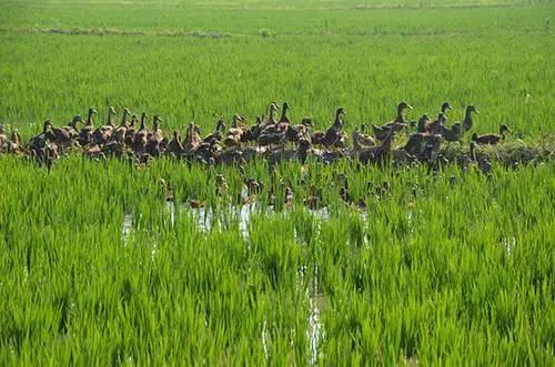 杭州有机富硒大米(富硒大米好还是有机大米好)-硒宝网