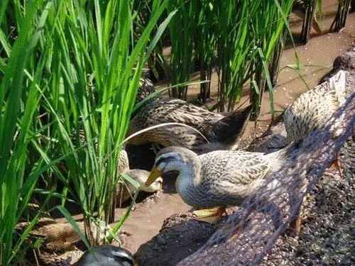 杭州有机富硒大米(富硒大米好还是有机大米好)-硒宝网
