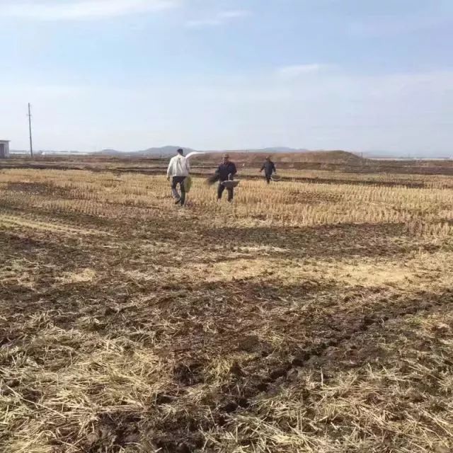 杭州有机富硒大米(富硒大米好还是有机大米好)-硒宝网