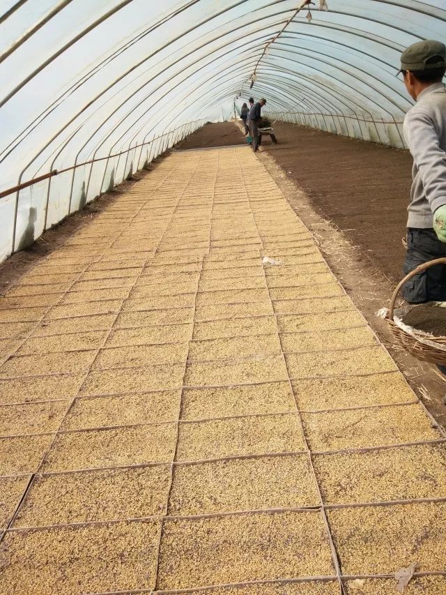 杭州有机富硒大米(富硒大米好还是有机大米好)-硒宝网