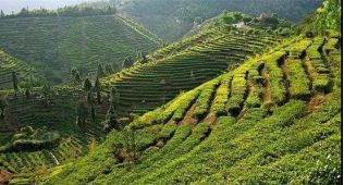 广东龙川富硒大米(富硒大米原产地在哪里)-硒宝网