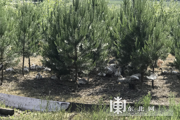 海伦富硒大米简介(海伦富硒大米好不好)-硒宝网