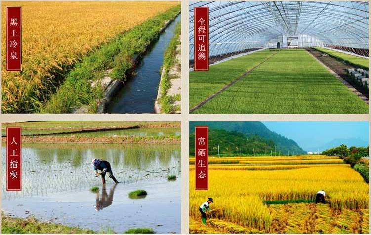 贺州有机富硒大米（富硒大米好还是有机大米好）-硒宝网